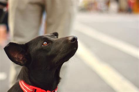 黑狗幾|世界黑狗日 台灣土狗 高山犬 反差萌、護主、聰明聽話的黑狗優點